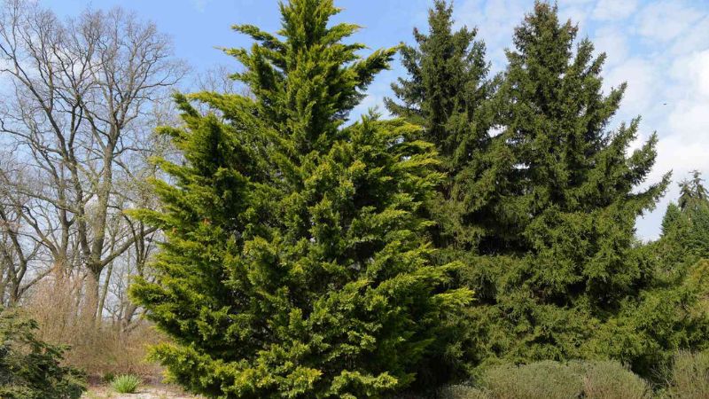 9 of the fastest growing trees for a privacy screen in your yard
