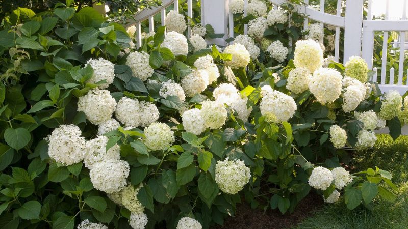 6 Stunning White Hydrangea Bushes To Grow