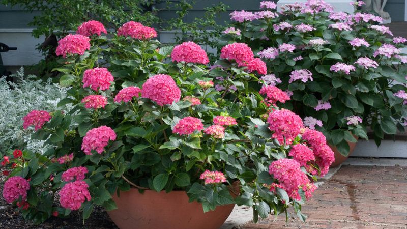 7 Prettiest Pink Hydrangea Varieties for Your Yard