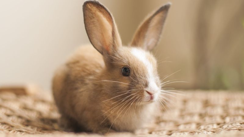 8 Need To Know Tips To Care For Your Pet Rabbit