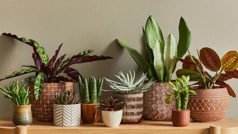 8 Plants That Don’t Need Sun