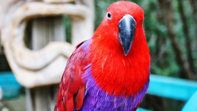 8 Popular Large Birds To Keep As Pets