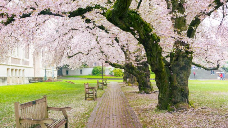 The 10 Best Places To See Cherry Blossoms In The United States