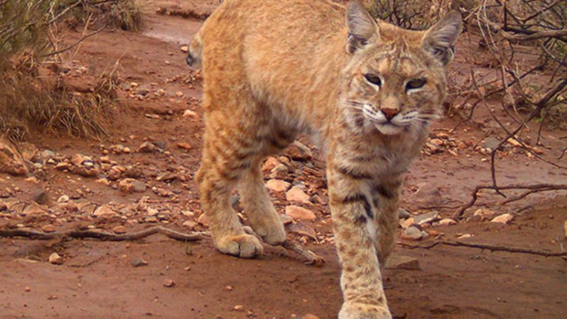 The Top 10 Most Likely Places To Encounter Bobcats In The United States
