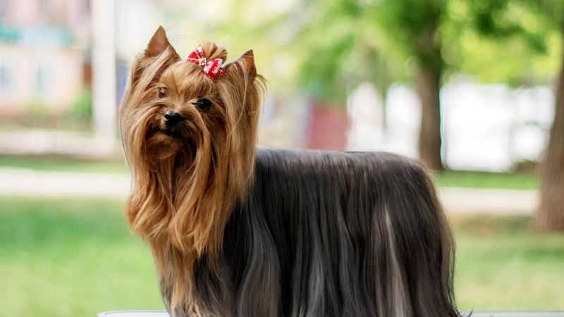 Top 6 Reasons To Own A Yorkie