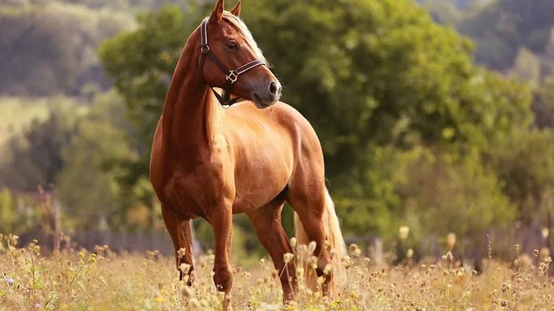 Top 7 Fastest Racing Horse Breeds In The World