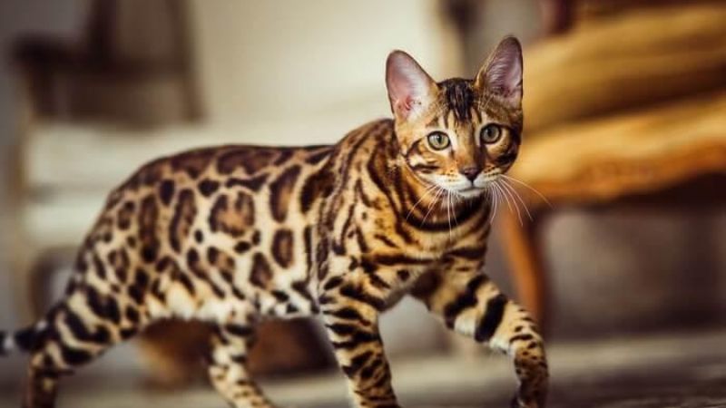 Meet The 8 Most Clever Cat Breeds