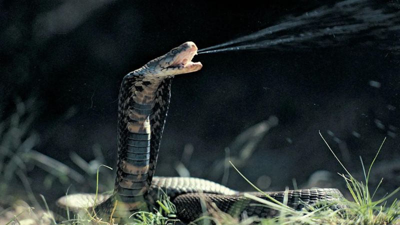 The 7 Most Deadliest Snakes On The Planet